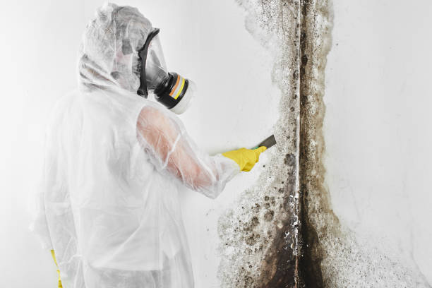 Best Mold Remediation for Specific Building Types in Big Sky, MT